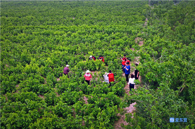 東營市新時(shí)代文藝志愿行攝影采風(fēng)創(chuàng)作活動(dòng)在龍居舉行